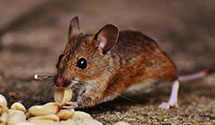 24 Hour & Emergency Exterminators in Apple Valley, ND